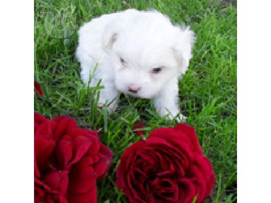 PoulaTo: maltese puppies for free adoption Κέεσχοντ