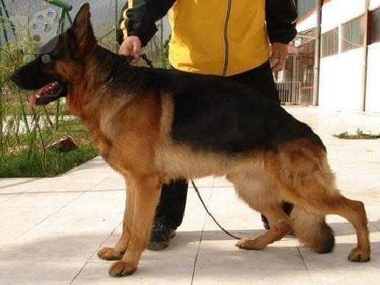 PoulaTo: German Shepherd καθαροαιμα Αθηνα-Θεσσαλονικη-κρητη 6979314054