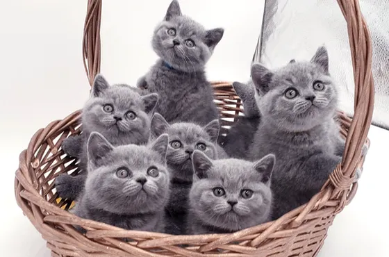 βρετανικά κοντότριχα γατάκια αναζητούν