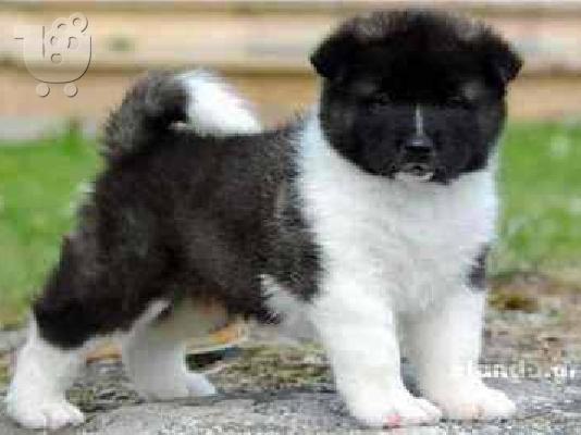 PoulaTo: σκυλιά AKITA Ακίτα (Akita) σκύλος, πιστός σύντροφος — Καλλιθέα