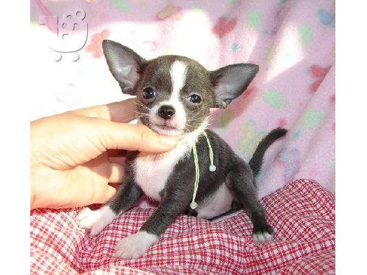 PoulaTo: Chihuahua κουταβακια, θεσσαλονικη  Ελκχάουντ
