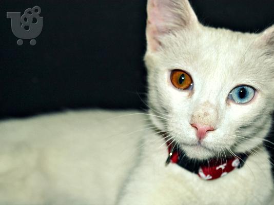 PoulaTo: Λευκό γατάκι με διαφορετικού χρώματος ματάκια