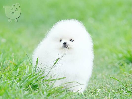 PoulaTo: Διαθέσιμα καθαρόαιμα Pomeranian κουτάβια