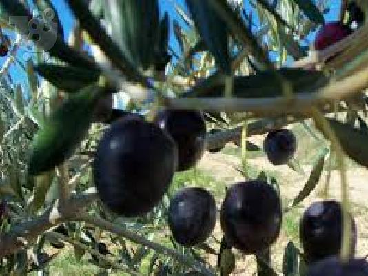 Greek olives by www.diatrofiki.com