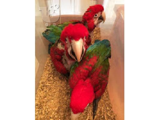 PoulaTo: κόκκινο παπαγάλο για 200 €