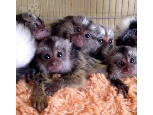 PoulaTo: Finger Marmoset Monkeys for sale