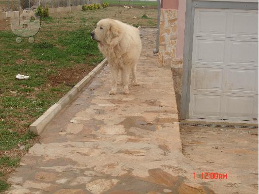 PoulaTo: ορεινος σκυλος των πυρηναιων