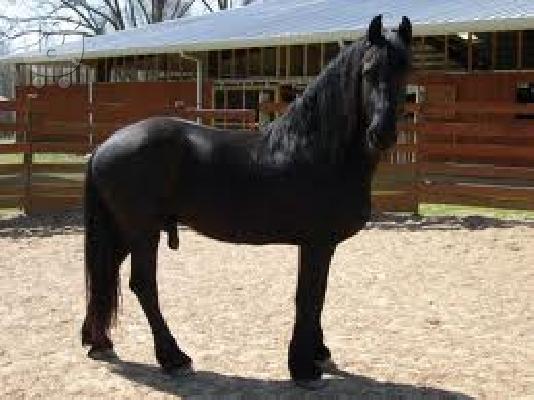 PoulaTo: friesian gelding horse  for sale