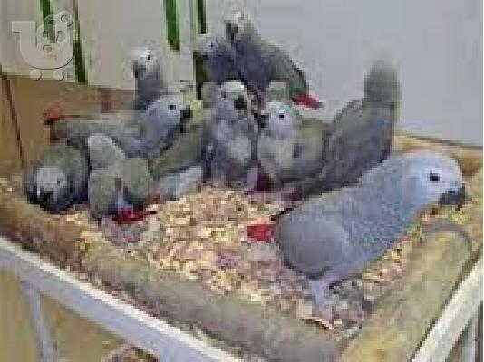 PoulaTo: Τα μωρα congo african γκρίζο παπαγάλου για 150 ευρώ