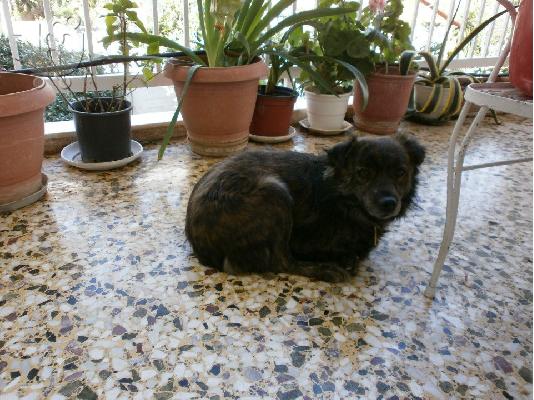 PoulaTo: Μικροσωμη σκυλιτσα με αναπηρια