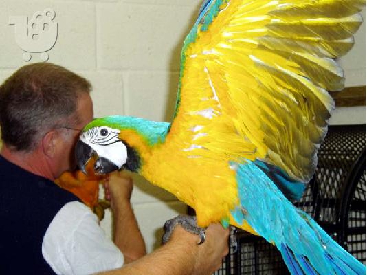 Μπλε και χρυσό Macaw με κλουβί