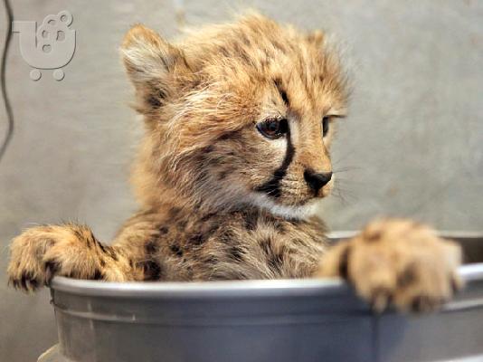 PoulaTo: Savannah και Tamed Cheetah Cubs