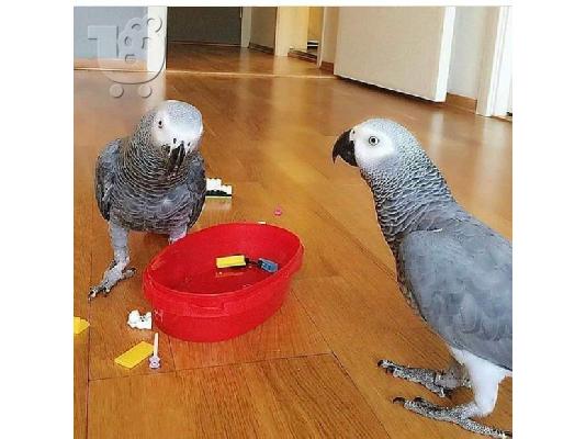 PoulaTo: Ζευγάρι μιλούν γκρίζοι παπαγάλοι