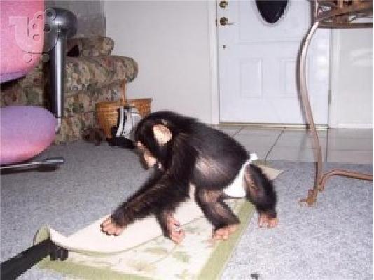PoulaTo: Υγιεινό μωρό Chimpanzee.