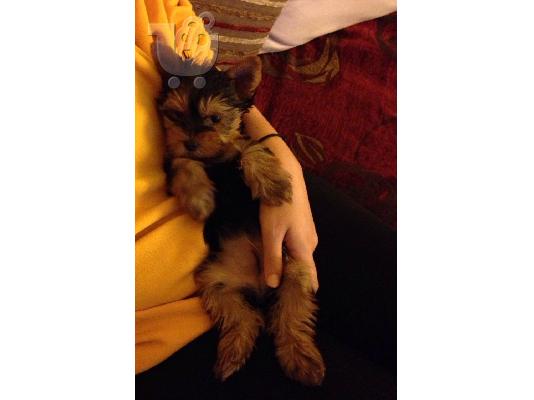 PoulaTo: Κοριτσάκι - Yorkshire Terrier