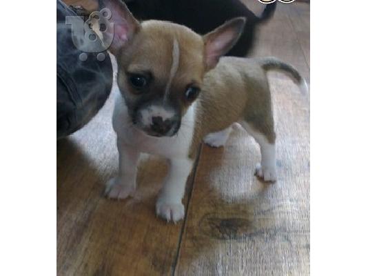 PoulaTo: Tiny κοντό παλτό Chihuahua