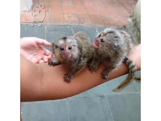 PoulaTo: Marmosets Monkeys Διαθέσιμα τώρα