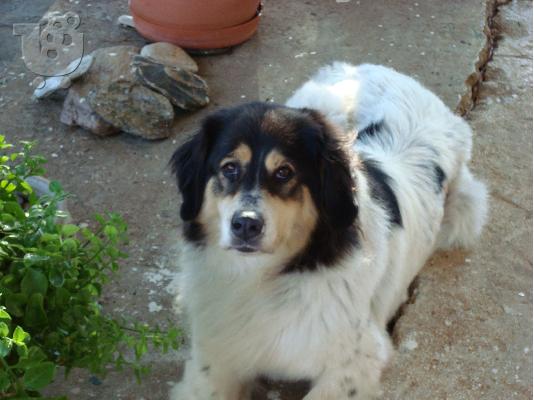 PoulaTo: ΧΑΡΙΖΕΤΑΙ Η ΛΟΥΣΗ Ποιμενικοί Σκύλοι Σέτλαντ