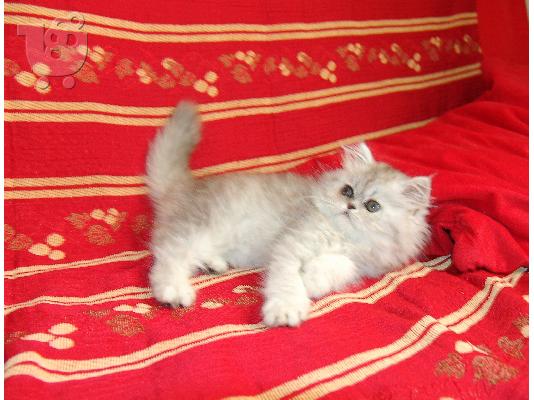 Πωλούνται καθαρόαιμα περσικά γατάκια chinchilla