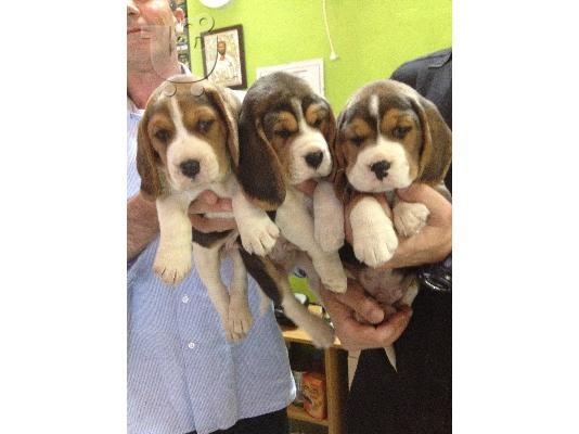 PoulaTo: beagle κουταβια-μπιγκλ