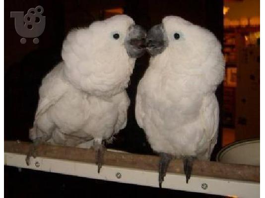 Ομπρέλα Cockatoos παπαγάλοι για πώληση.