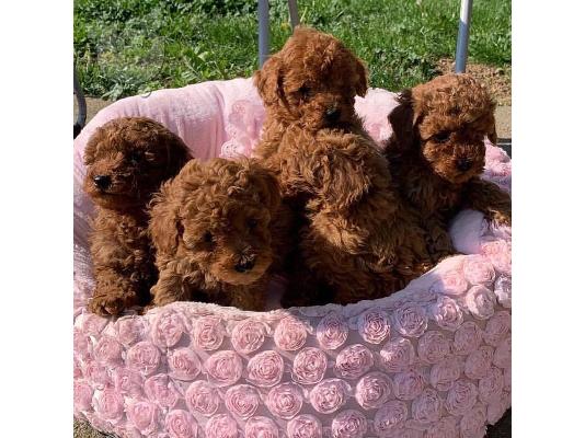 PoulaTo: Φλιτζάνι τσαγιού Toy Poodle Pups έτοιμα για νέο σπίτι