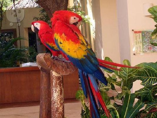 ένα ζευγάρι κόκκινο μακώ παπαγάλοι