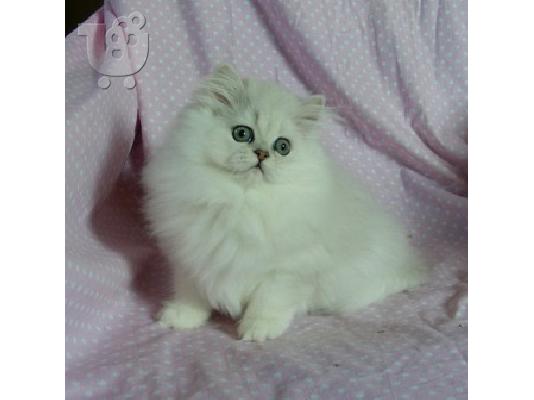 Μειωμένη ...... περσικό γατάκι Για Πώληση