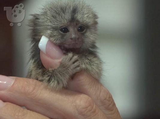 Πανέμορφοι μαϊμούδες Finger Baby Marmoset Διαθέσιμοι.