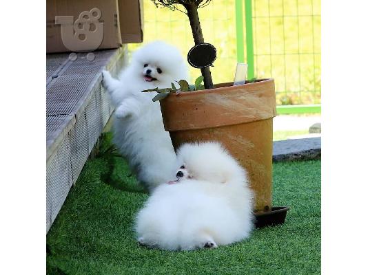 PoulaTo: Δύο φοβερά κουτάβια Pomeranian για Rehoming