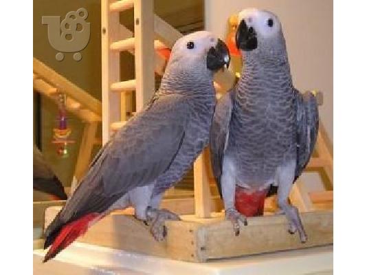 PoulaTo: Αφρικανικοί γκρίζοι παπαγάλοι που εκτρέφονται με το χέρι