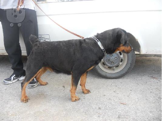 PoulaTo: πωλειται θηλυκο ροτβαιλερ-rottweiler