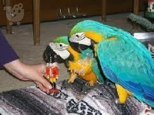 PoulaTo: Όμορφα μπλε και χρυσά Macaws,