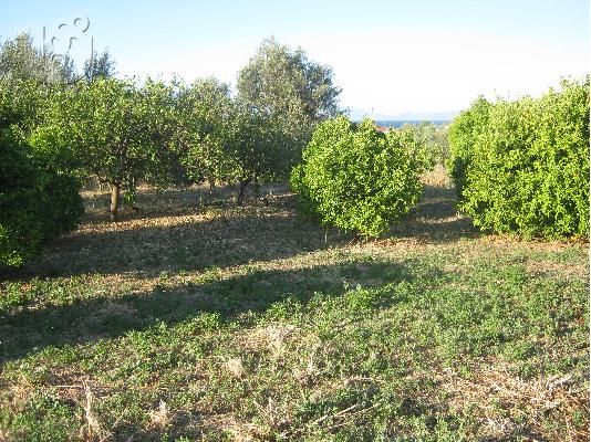 PoulaTo: Πωλείται αγροτεμάχιο, περιοχή Γελινιατίκων Δήμου Ξυλοκάστρου