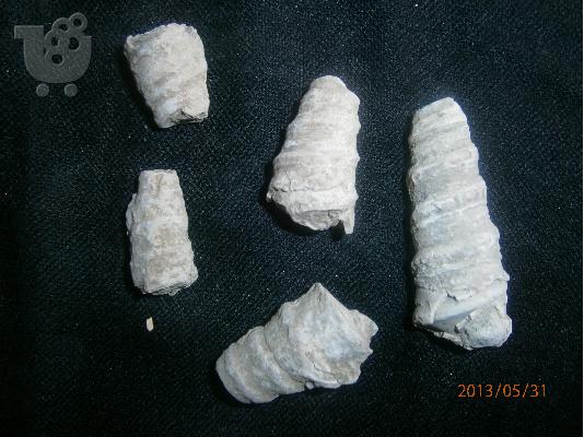 PoulaTo: Απολιθωμένα κοχύλια 60 εκατ. ετών