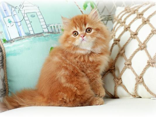Περσικά γατάκια διαθέσιμα για νέα σπίτια
