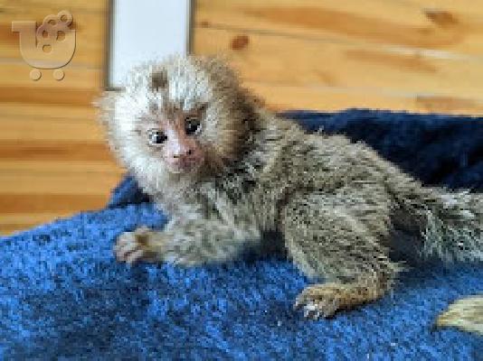 PoulaTo: baby marmoset monkey for 300€