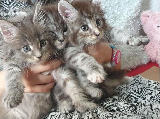 PoulaTo: Εξωτικά γατάκια Maine Coon Kittens.......