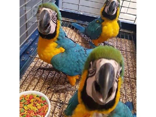 PoulaTo: Πουλήστε το ζεύγος μου macaw καθώς έχω μετακομίσει και