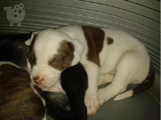pit bull america staf blue/red nose