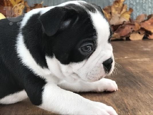 PoulaTo: Πανέμορφο το Boston Terrier κουτάβι, αρσενικό