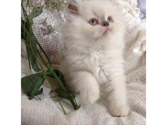 PoulaTo: περσικό γατάκι