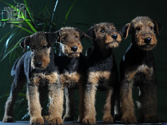 PoulaTo: Airedale terrier top quality puppies