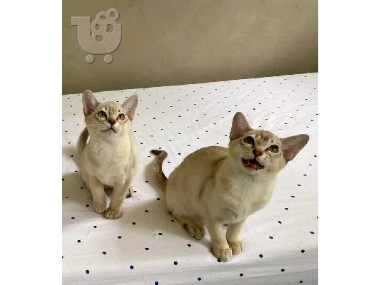 PoulaTo: Asain γατάκια Παιχνιδιάρικα υπέροχα