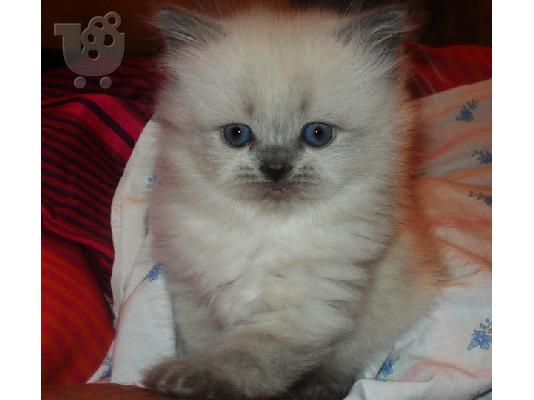 Blue point himalayan persian αρσενικό γατάκι  Περσική (Persian)