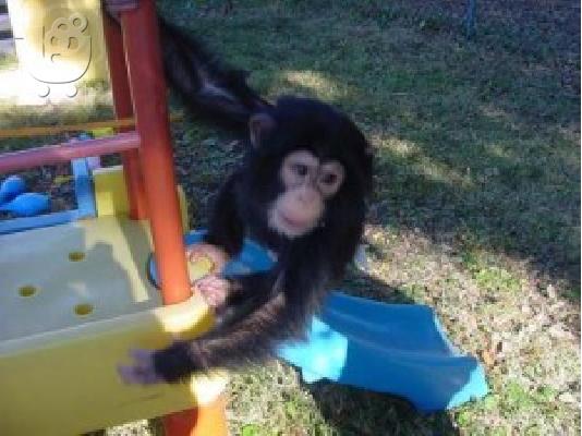 PoulaTo: Εκπαιδεύστε μωρό θηλυκό χιμπατζή για νέο σπίτι
