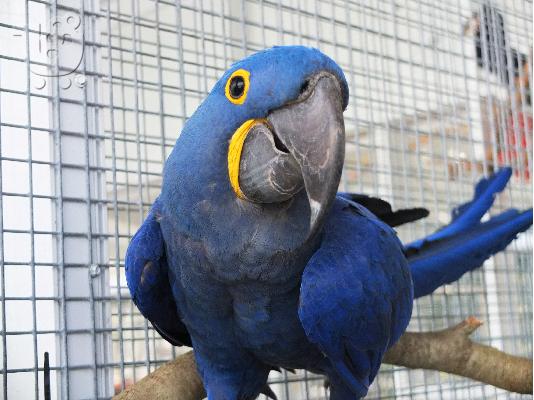 PoulaTo: Υάκινθος μακώ παπαγάλοι για Δώστε μακριά