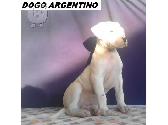 PoulaTo: DOGO ARGENTINO