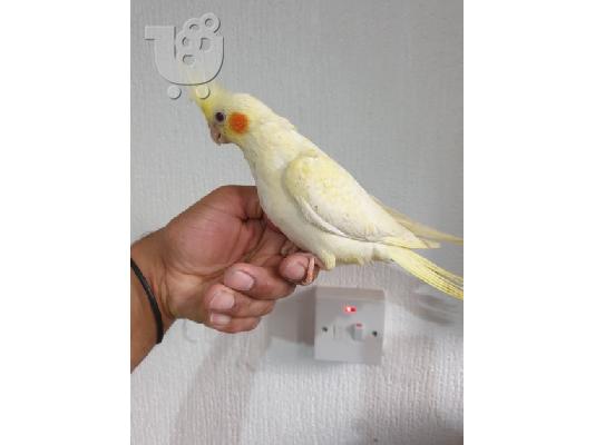PoulaTo: Πολύ φιλικό παπαγάλοι Cockatoo προς πώληση