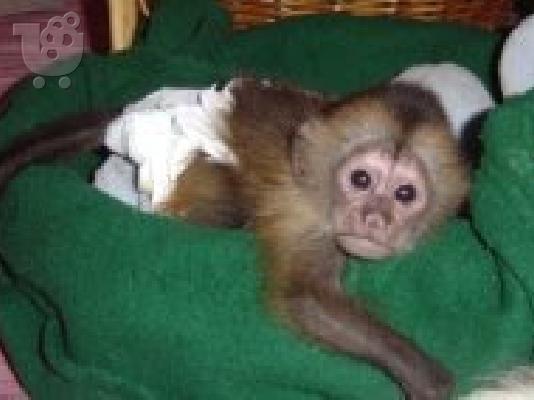 PoulaTo: baby capuchin monkey for 300€